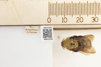 Media type: image;   Entomology 812100 Aspect: labels